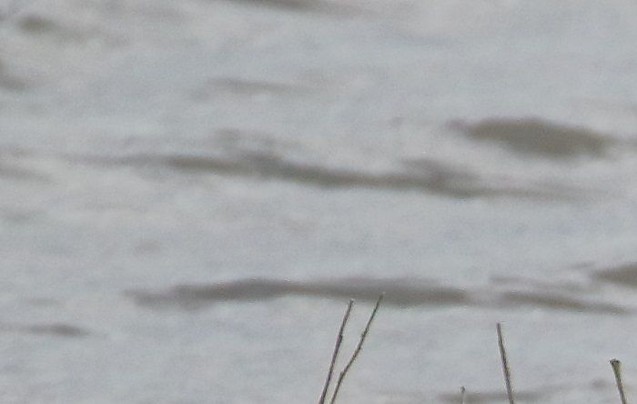 Single bar-tailed godwit (centre top) with black-tailed godwits (A Swandale).  Bar-tailed has more variegated plumage and stronger eye stripe.